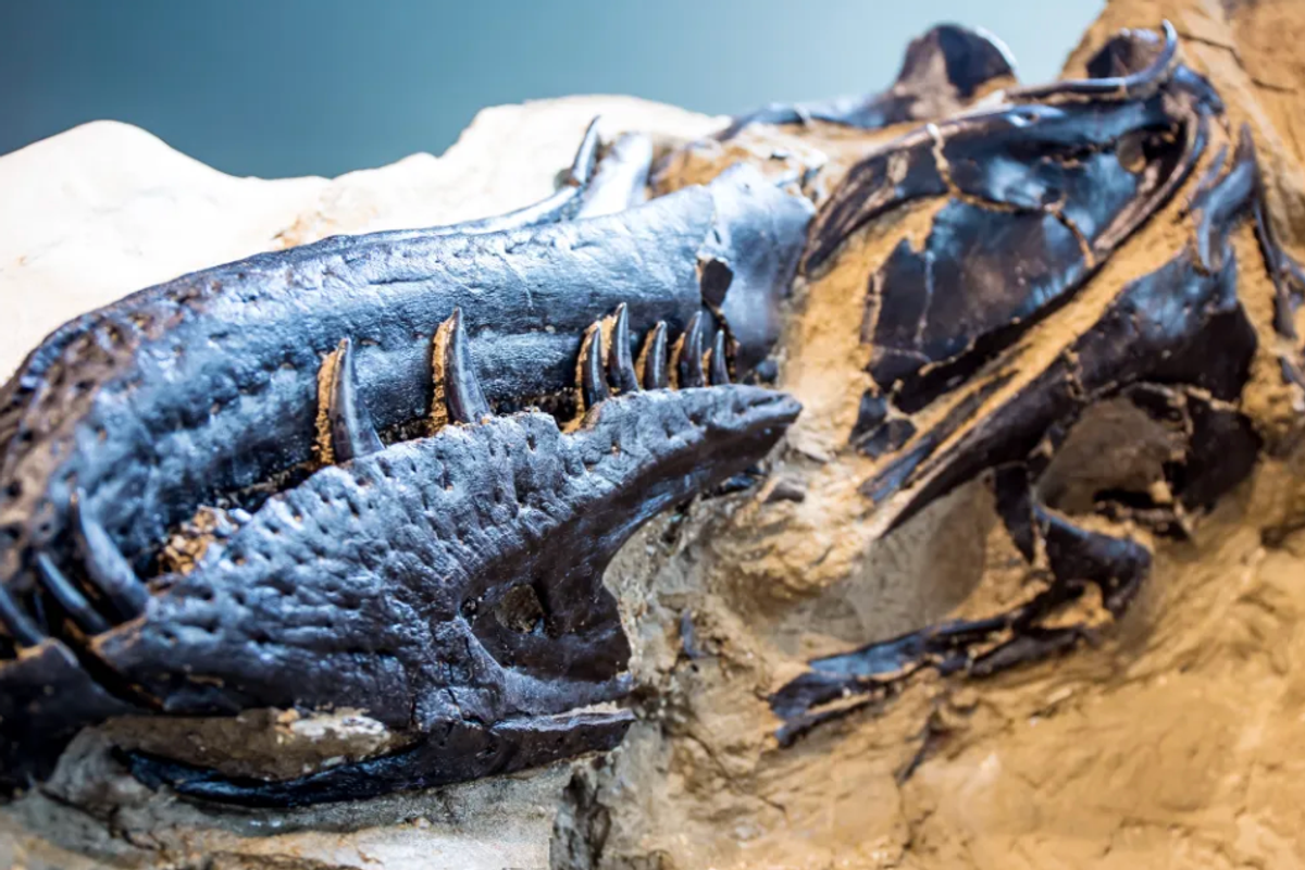 The snout of the Nanotyrannus found in the duelling dinosaurs fossil