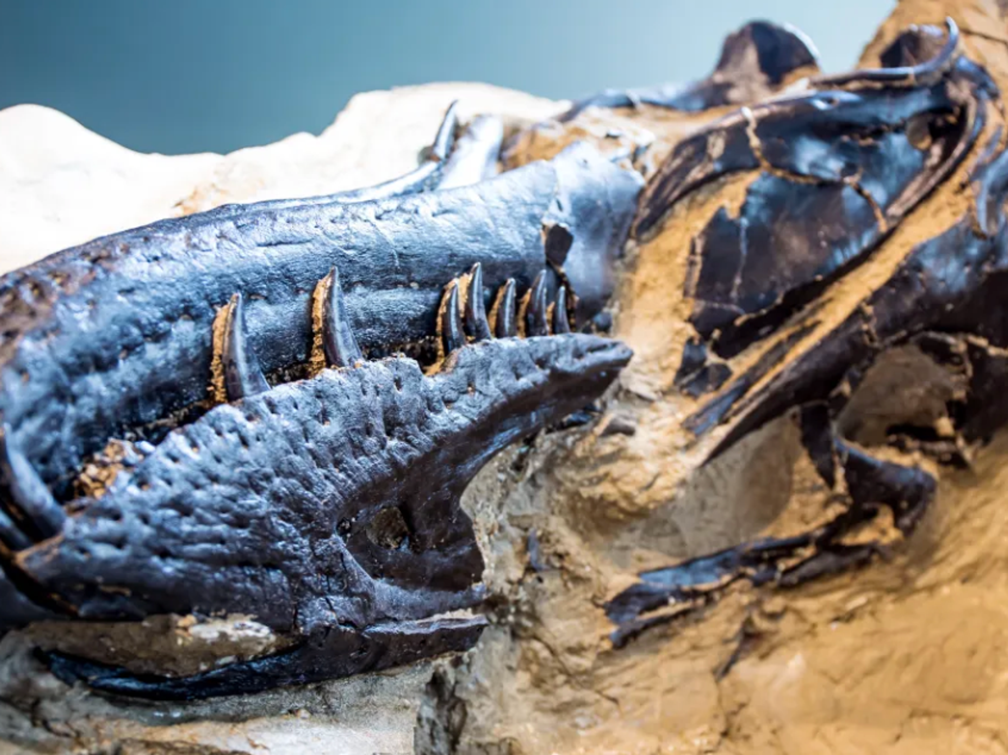 The snout of the Nanotyrannus found in the duelling dinosaurs fossil