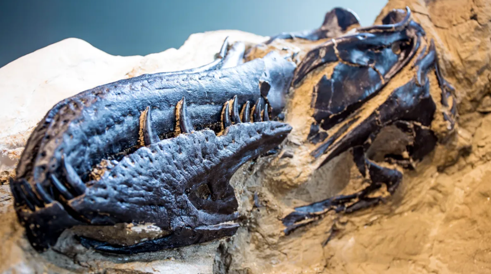 The snout of the Nanotyrannus found in the duelling dinosaurs fossil