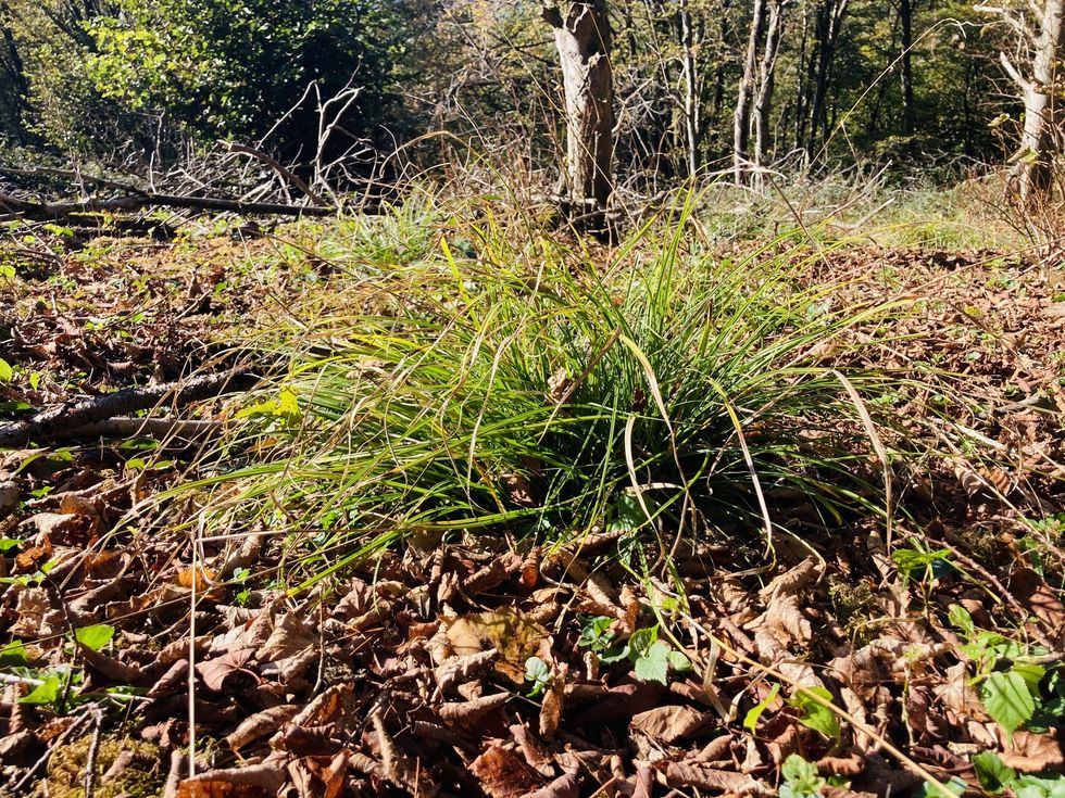The starved wood-sedge