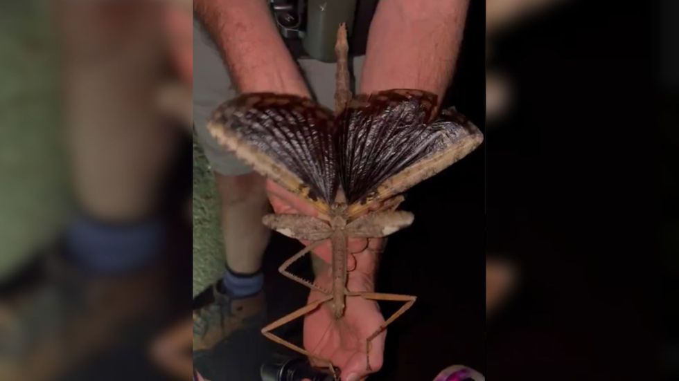 The stick insect species in question