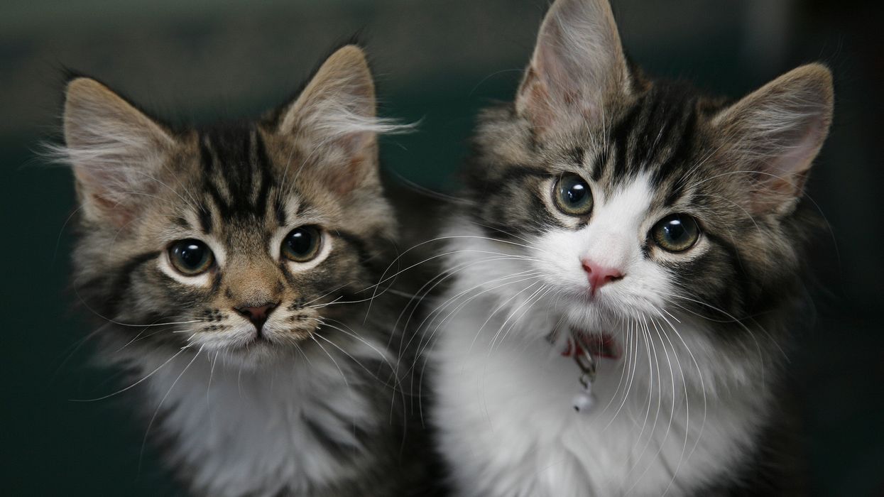 Cat owners warned they risk being fined within weeks unless they take urgent action