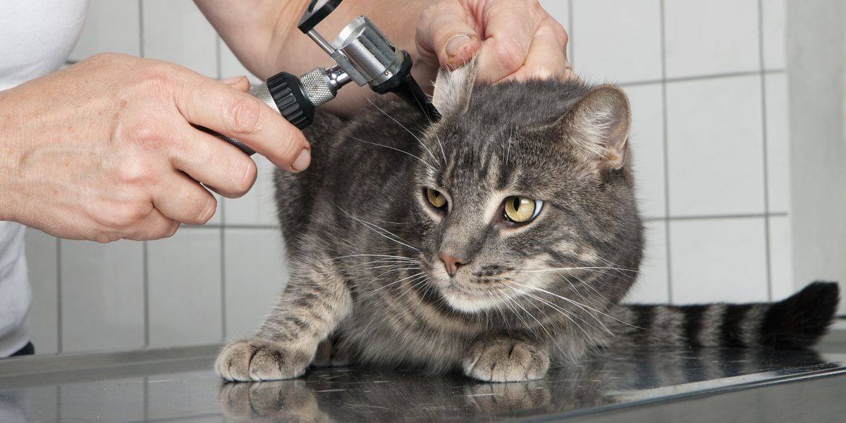 NextImg:Cat owners warned they risk being fined within weeks unless they take urgent action