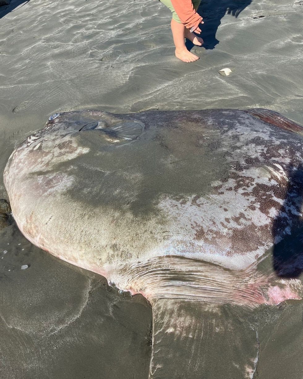 The sunfish