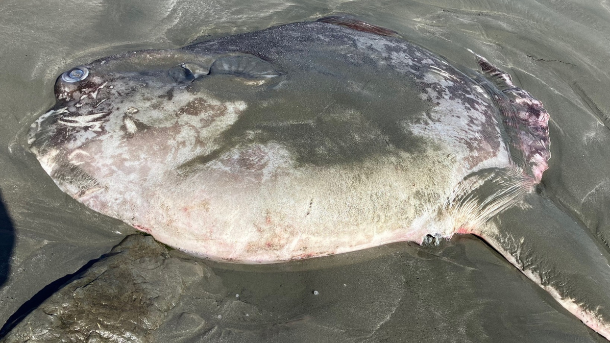 The sunfish
