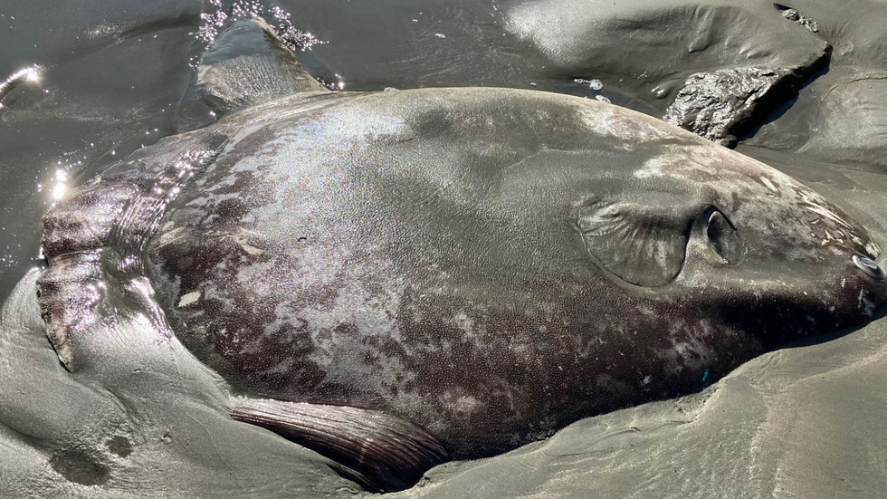 The sunfish