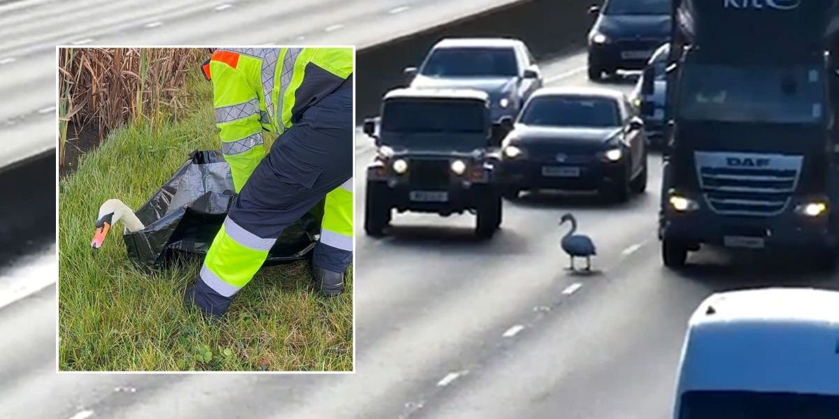 Swan halts motorway traffic and causes long delays after ‘confused’ bird wanders onto M1 Swan halts motorway traffic and causes long delays after ‘confused’ bird wanders onto M1