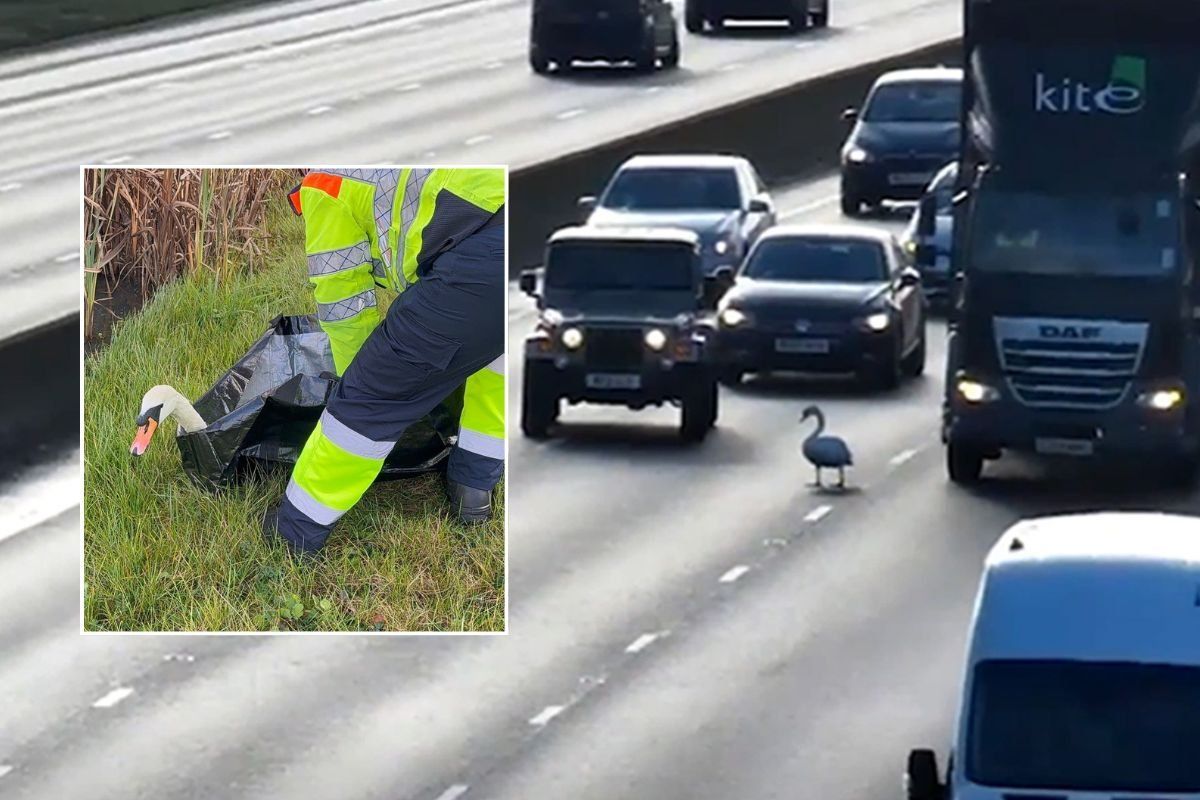 The swan holding up traffic on the M1