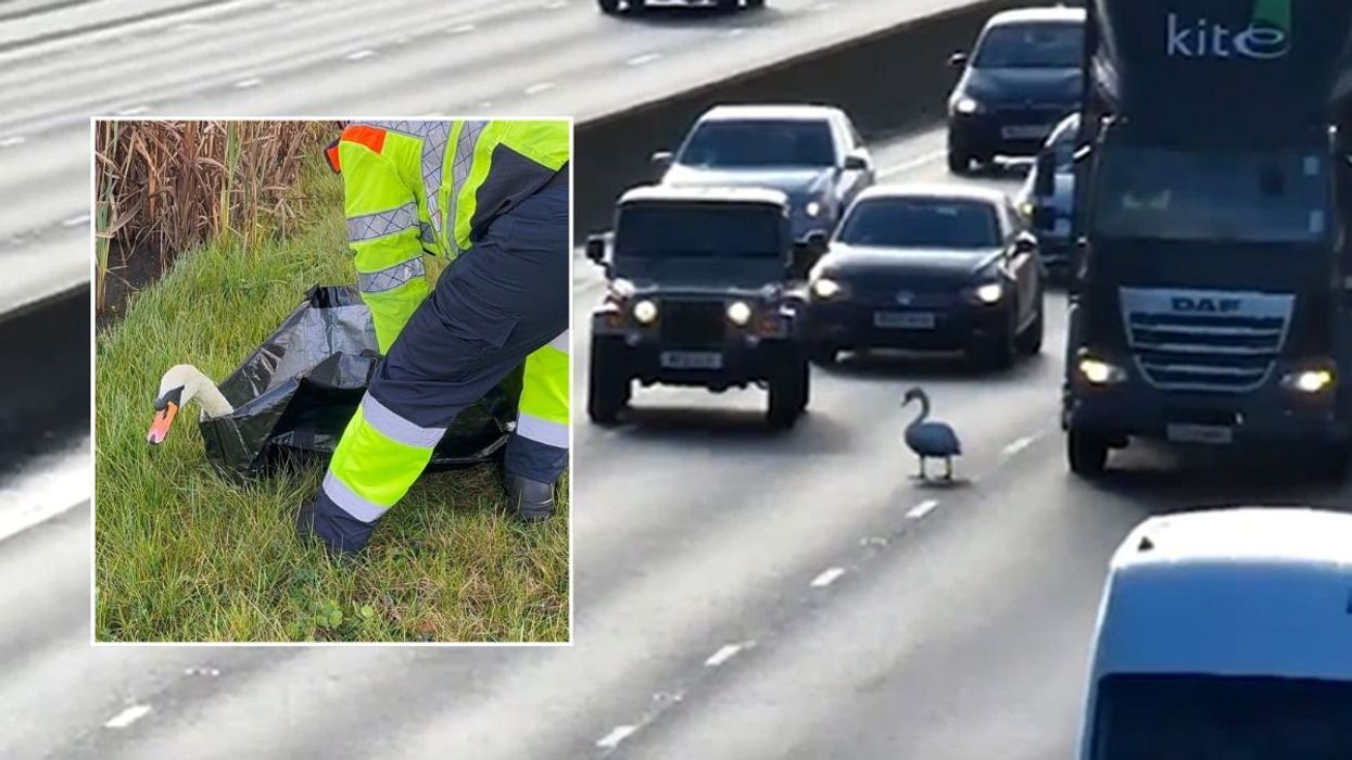 The swan holding up traffic on the M1
