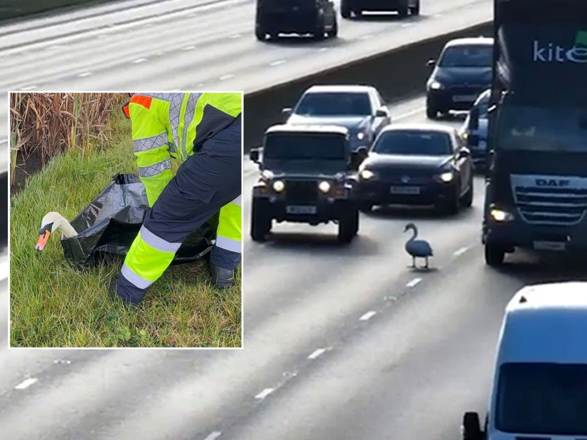The swan holding up traffic on the M1