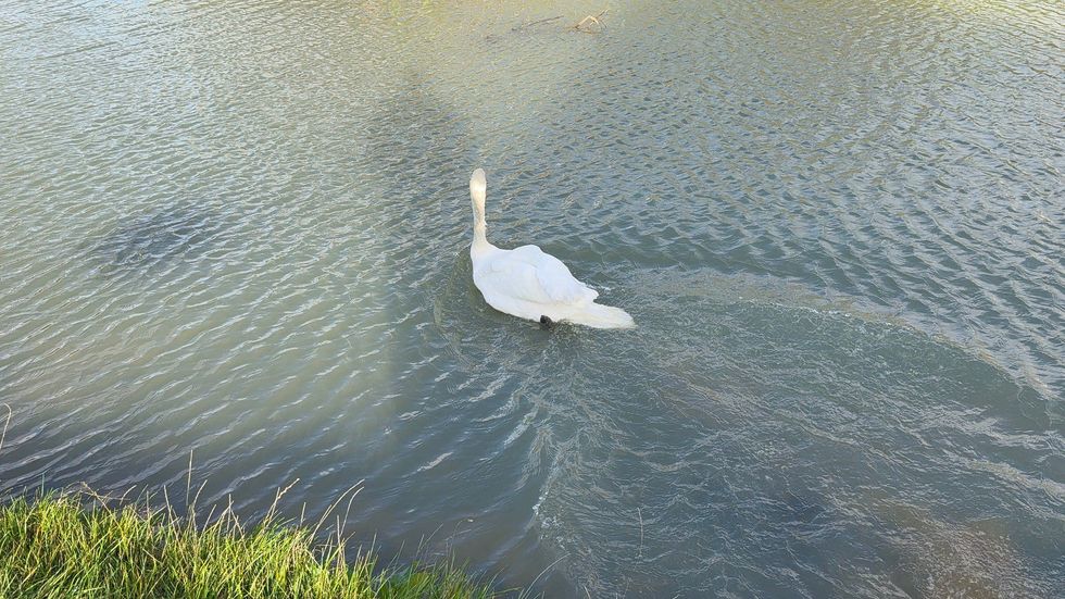 The swan was safely returned to the water
