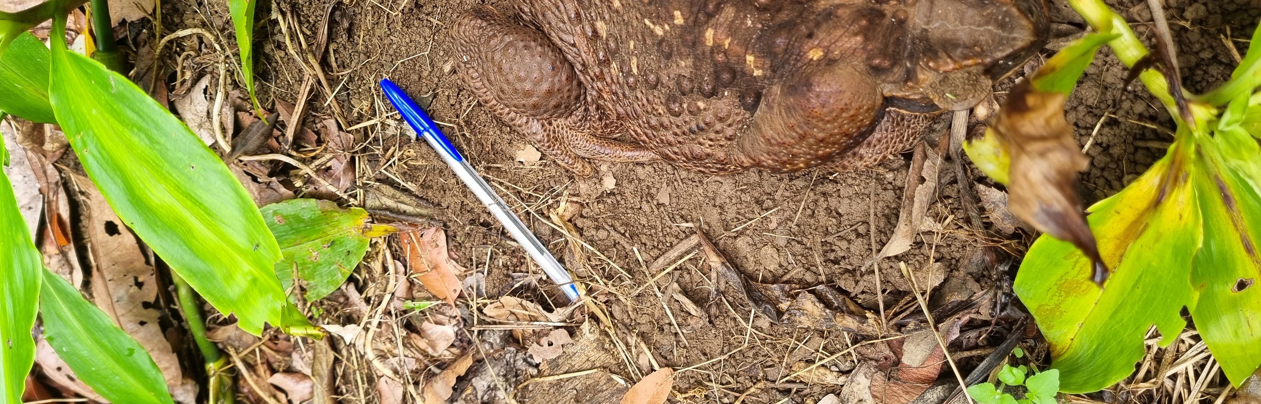 The toad could be donated to the Queensland Museum