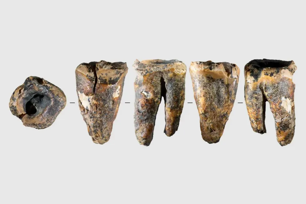 The tooth - Chagyrskaya 64, from five different angles