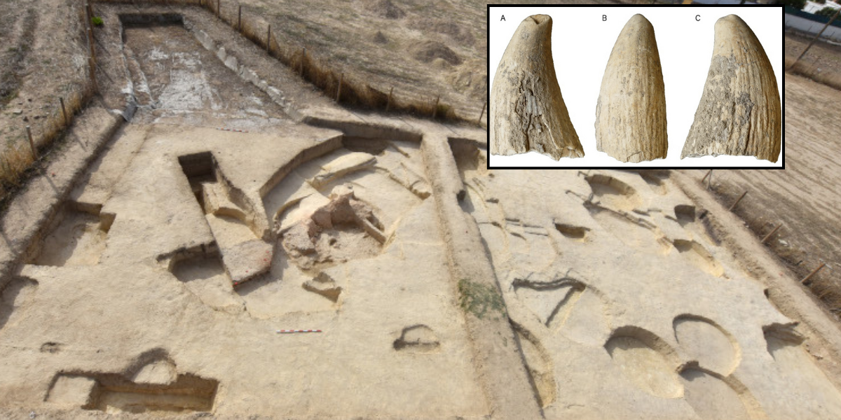 NextImg:Rare whale tooth unearthed at 4,000-year-old 'mega-village'