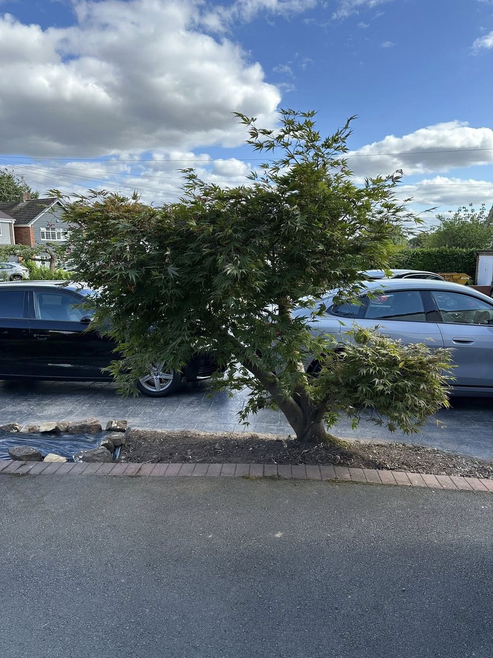 The tree under which the letter was found