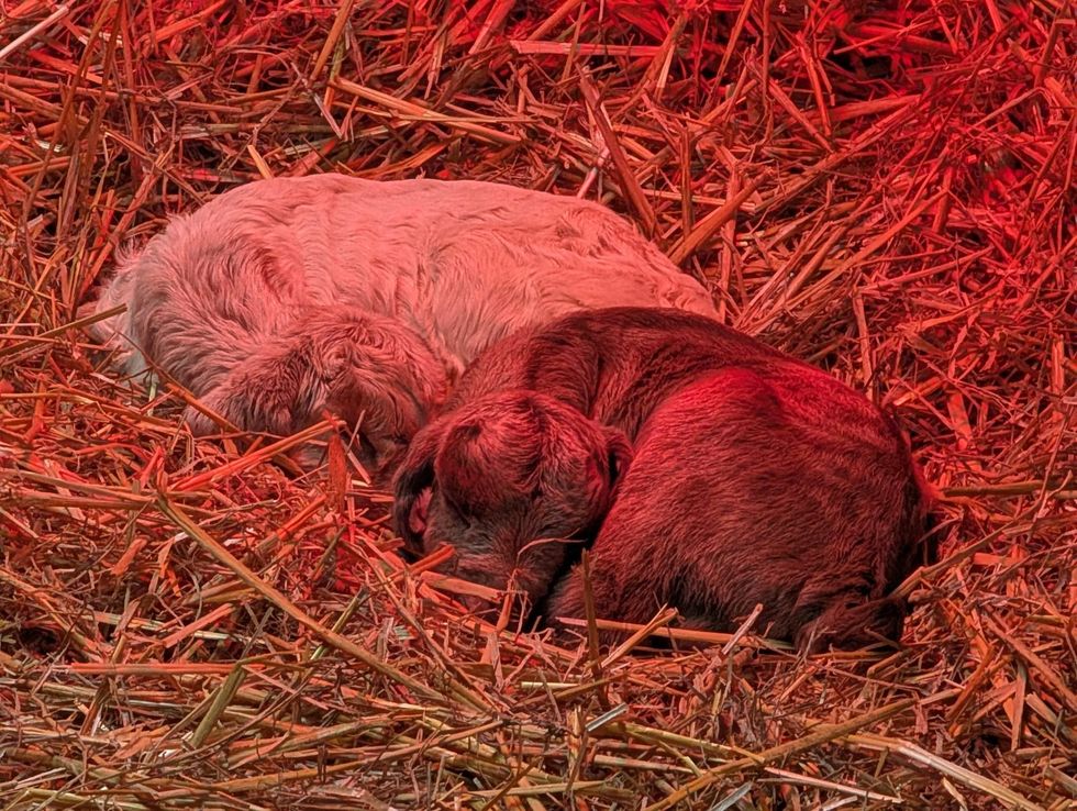 The two goats lying down