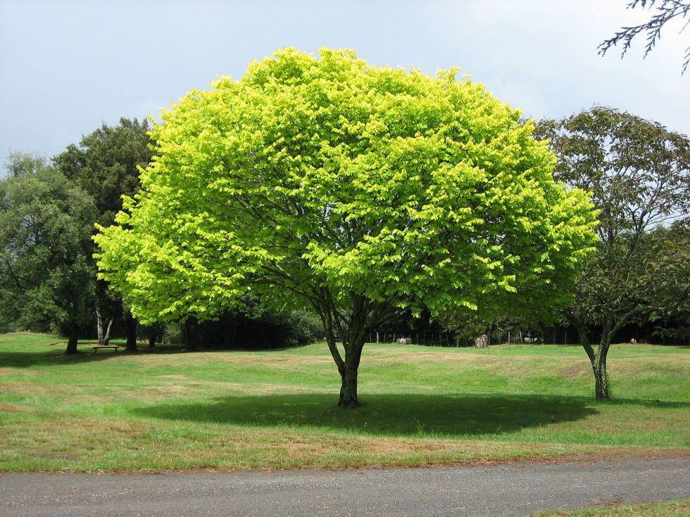 The\u200b neighbour said he hopes the tree 'will take my words to heart'