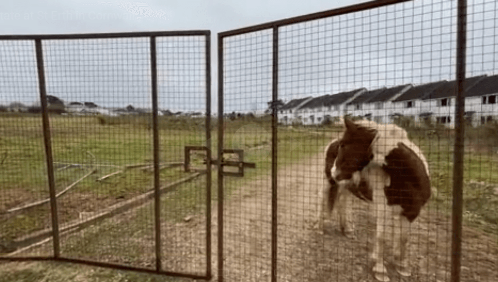The unfinished Chenhalls Road estate with a horse outside it