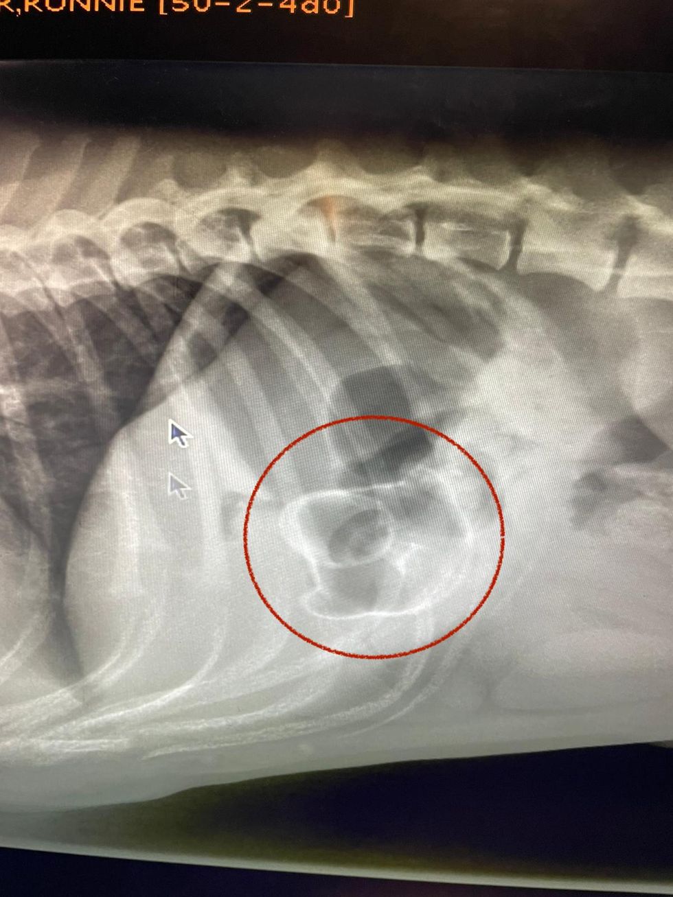 The vets, from Pride Veterinary Centre in Derby, used methods not dissimilar to the \%22hook the duck\%22 fairground game on the one-year-old Bulldog to remove it from his stomach in a life-saving procedure.