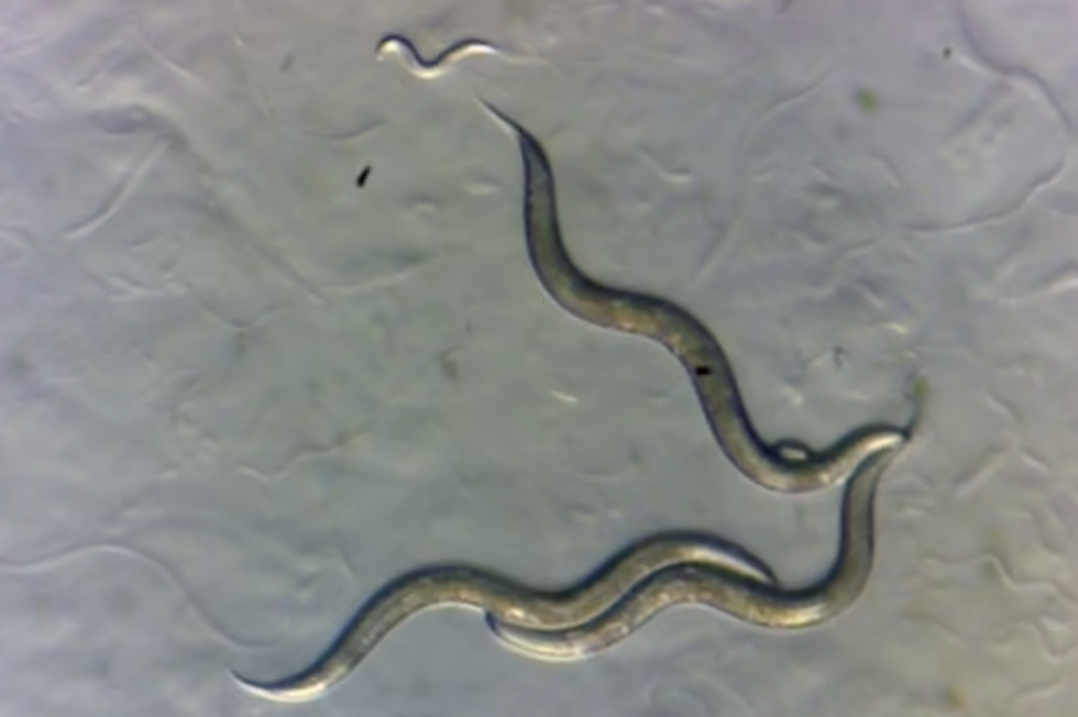 The worms appear to have become immune to radiation, a new study has shown