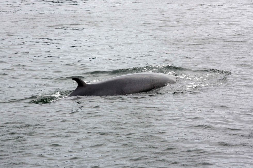 The young minke whale trapped in Fraserburgh harbour, Aberdeenshire.