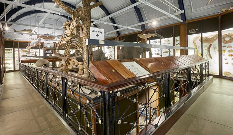 There are over 4,900 specimens to see at the Hertfordshire museum