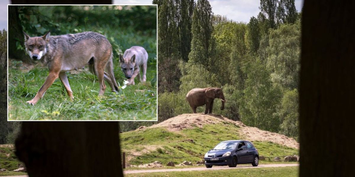NextImg:Woman mauled by pack of wolves outside Paris after staying in 'safari-style lodge'
