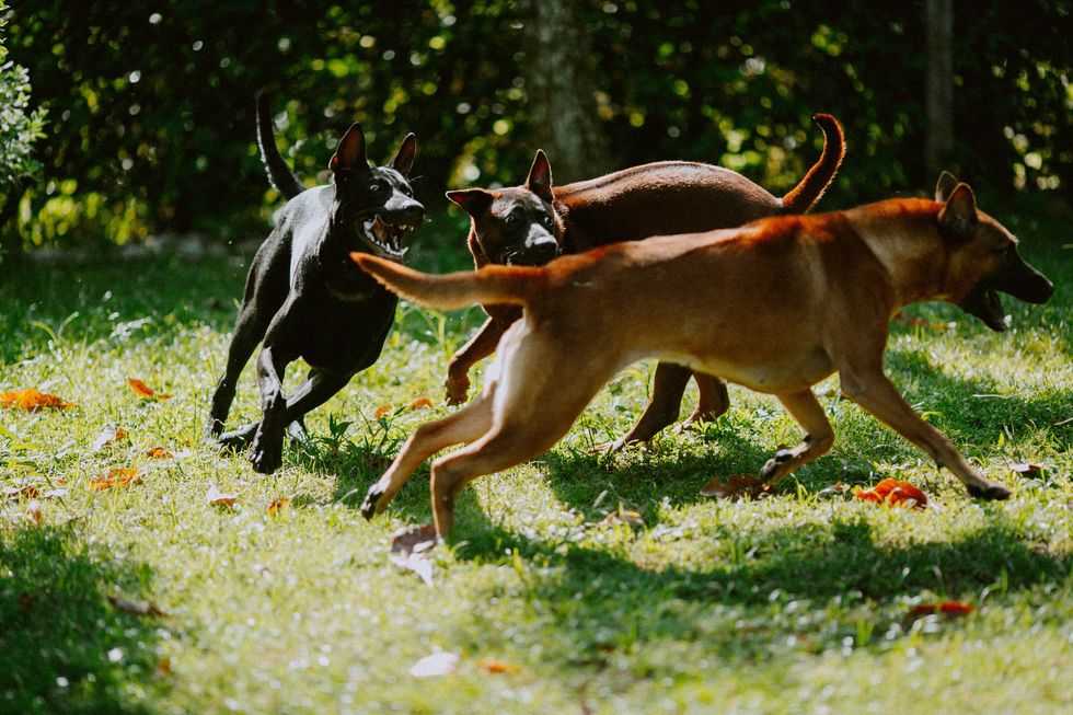 Three dogs chasing each other