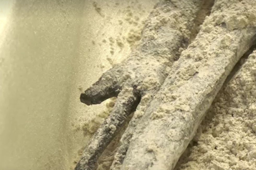 Three fingers seen on the 'aliens'