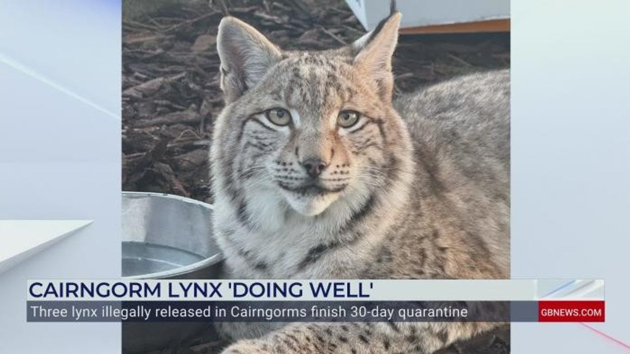 Extinct apex predator big cat could be reintroduced into Britain in just ONE YEAR
