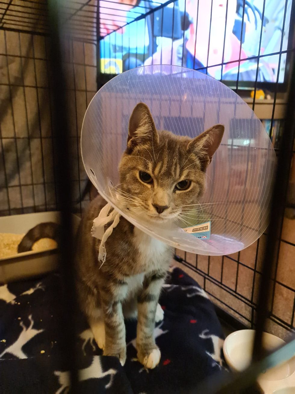 Three months later Fred was shot again and this time the damage was so extensive he had to be put down.