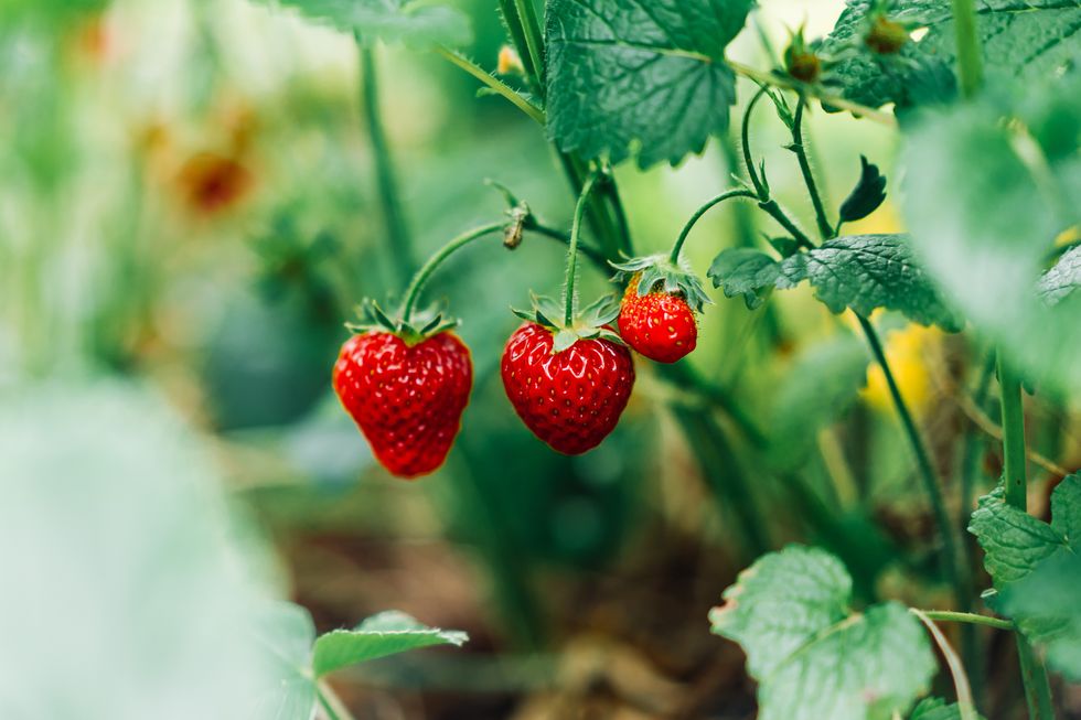 Three ripe strawberries on a stem