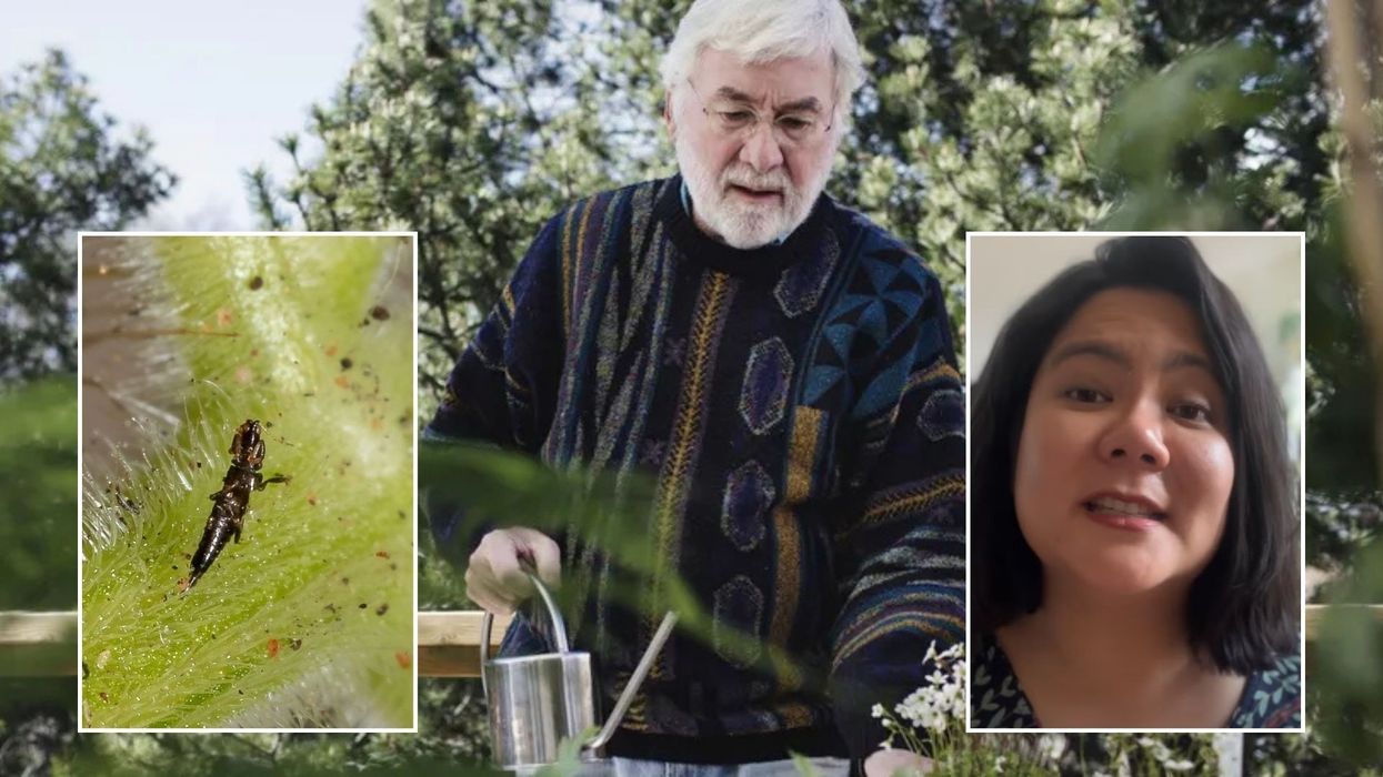 Thrip/Man gardening/Gardening expert