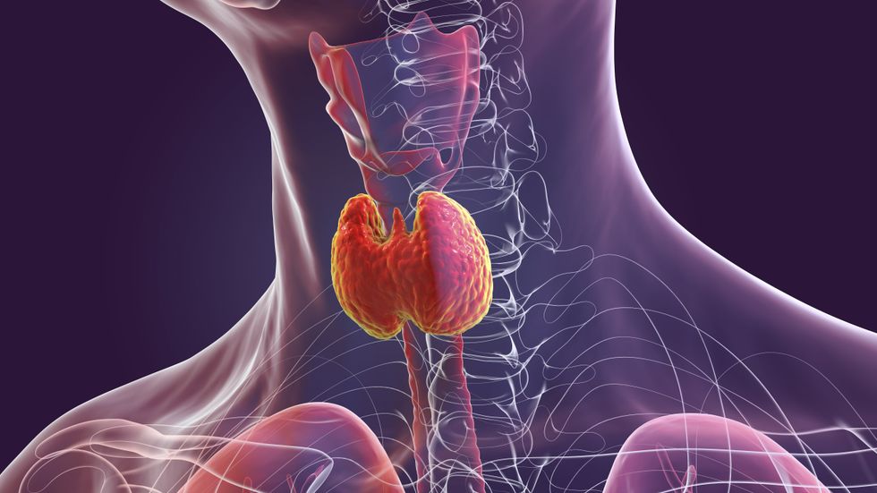 THYROID GLAND ILLUSTRATION