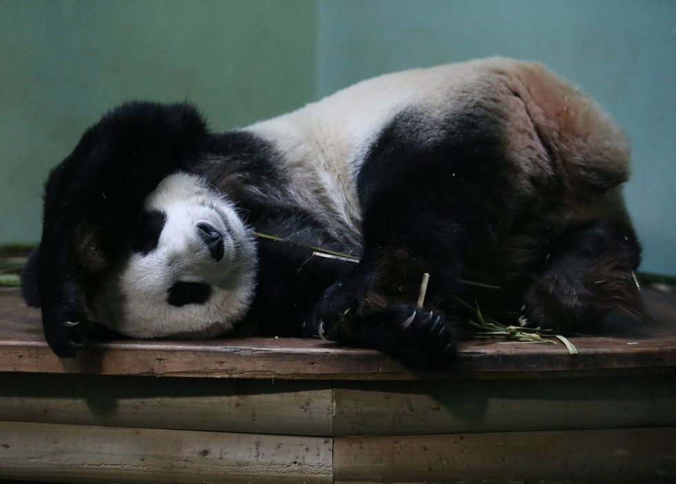 Tian Tian sleeps in her enclosure at Edinburgh Zoo