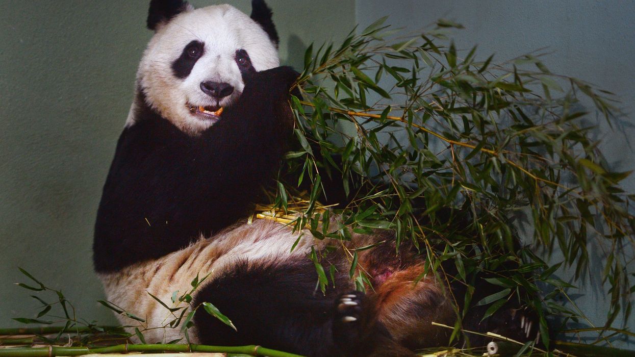 Tian Tian