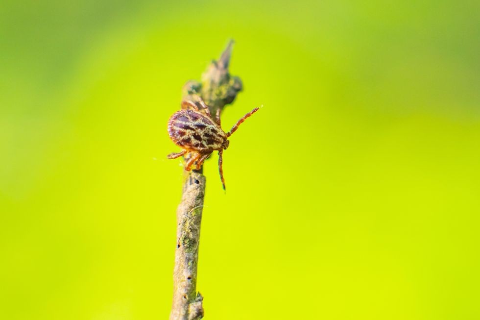 Tick in the UK