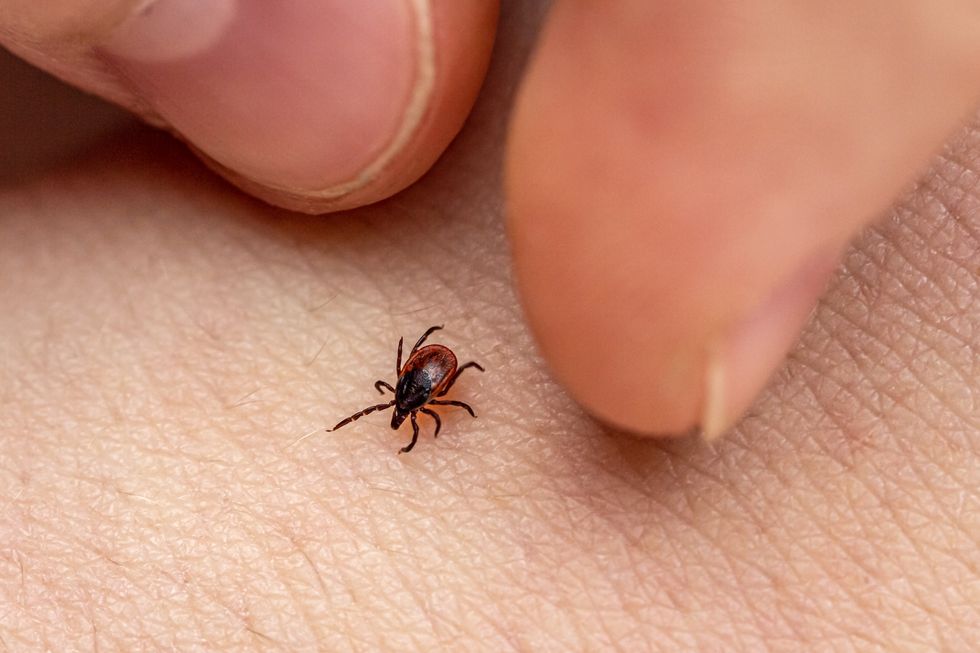 Tick on skin