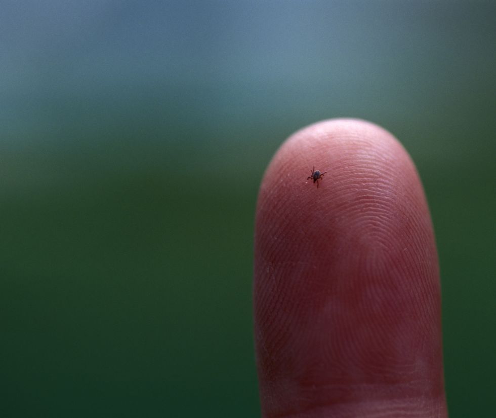 Tick on skin