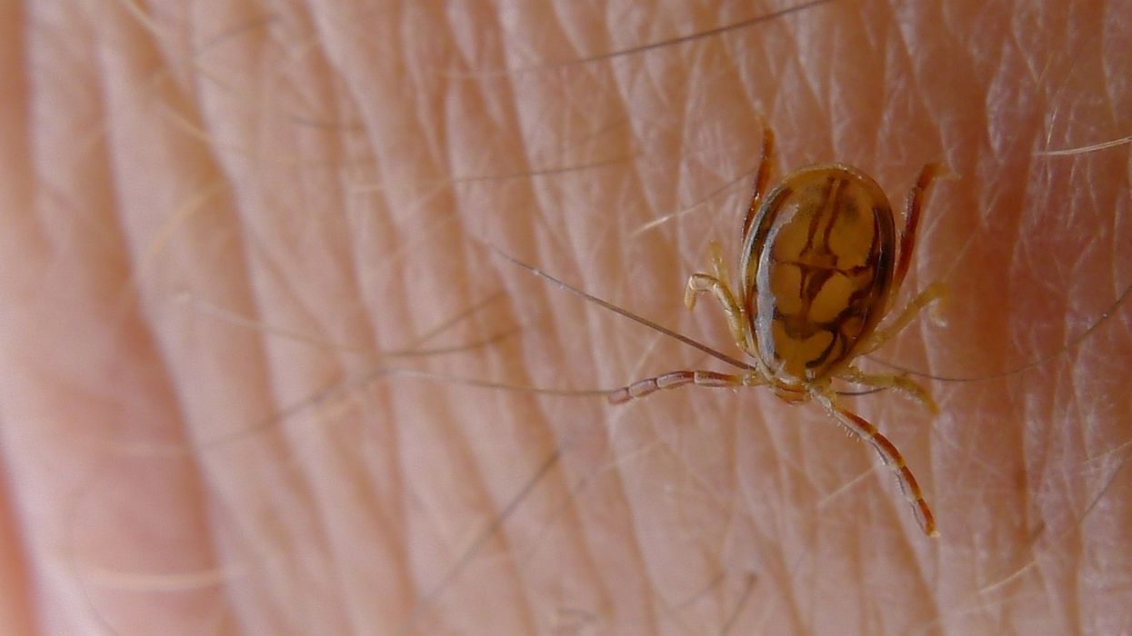 Tick