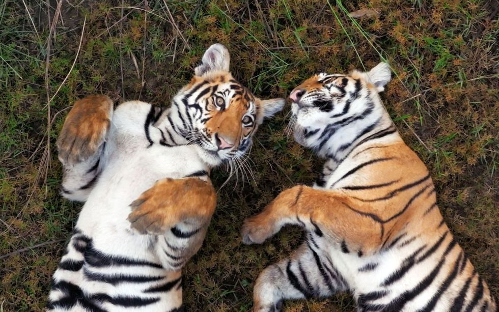 Tiger Island