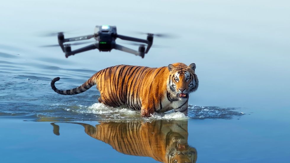 Tiger Island