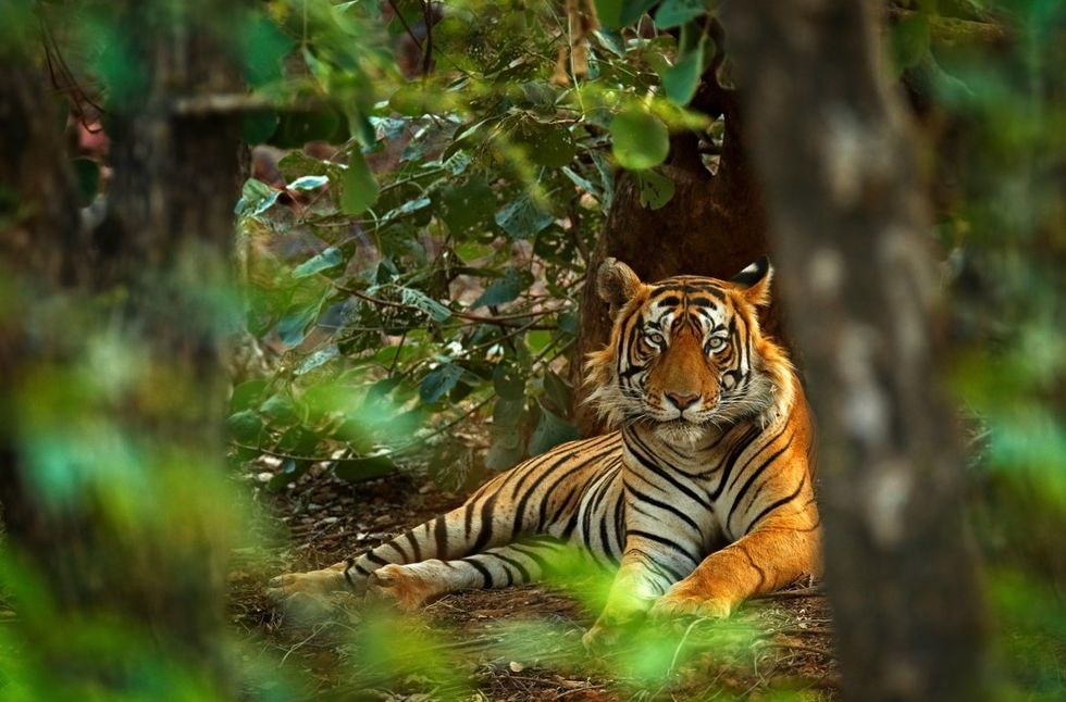 Tiger off Himalayan Queen