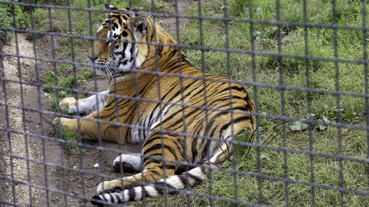 Tiger