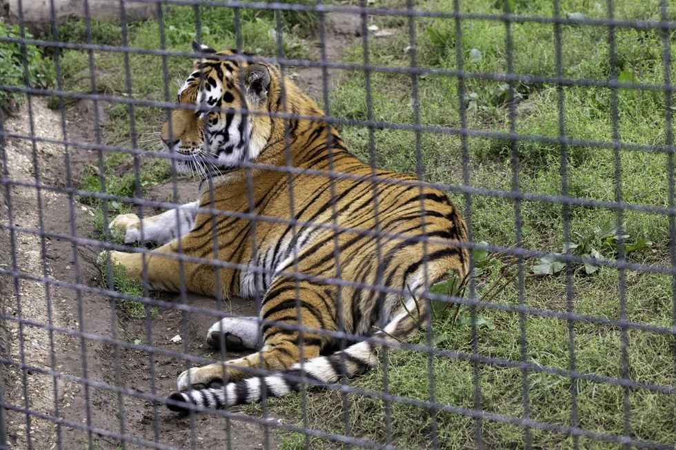 Tiger