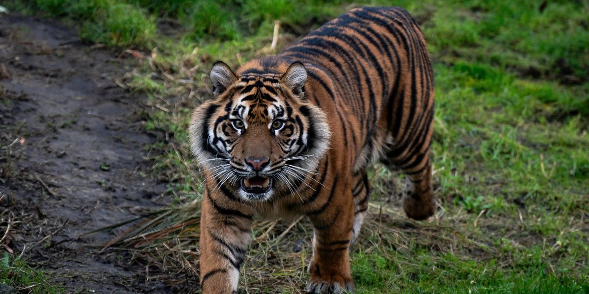 NextImg:Animal handler rushed to hospital after being mauled by huge tiger at theme park