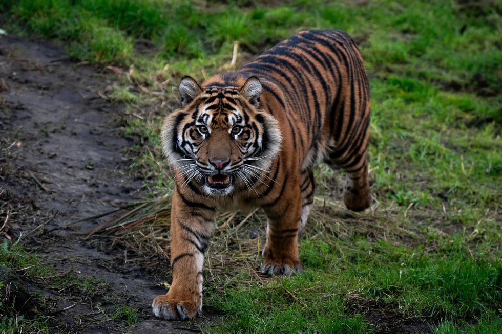 Tiger