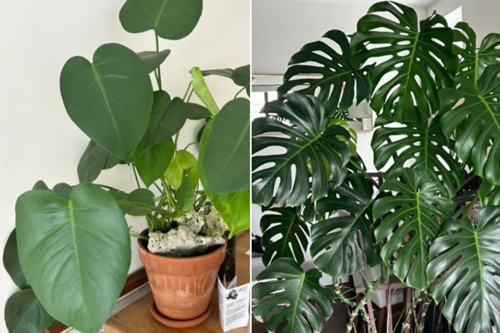 TIKTOK PLANTS