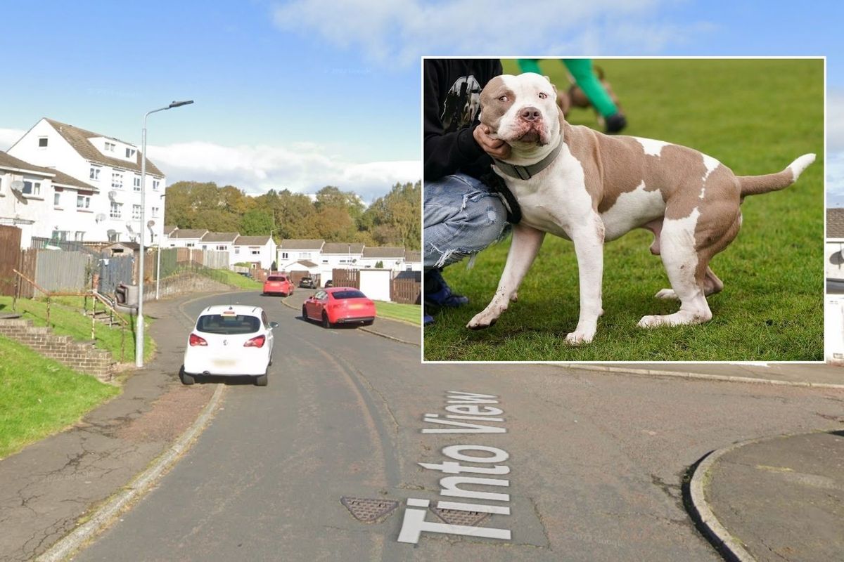 Tinto View, Hamilton