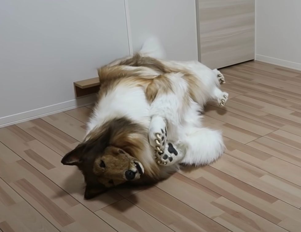 Toko-san performed dog behaviours during a video posted online